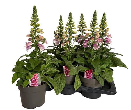 Digitalis Pink