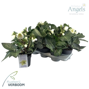 Helleborus Frostkiss Moondance p15