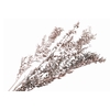 Ruscus Preserved Champagne