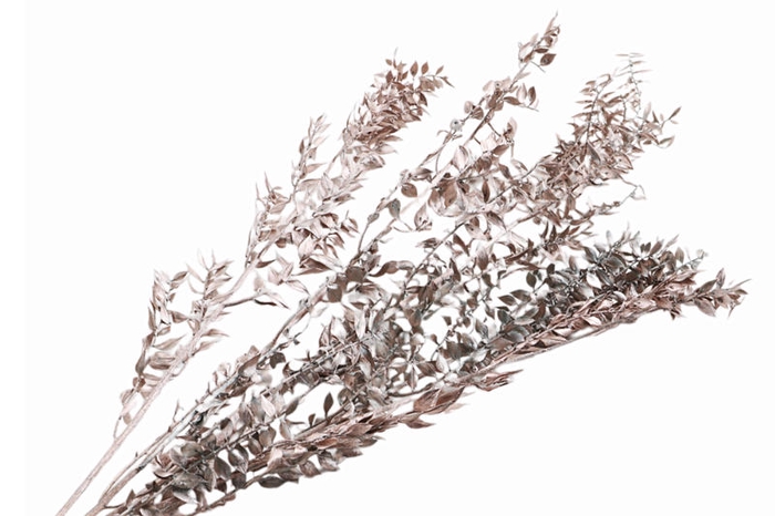 Ruscus Preserved Champagne