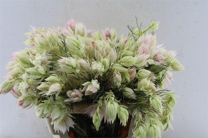 <h4>Blushing Brides White 2-3</h4>