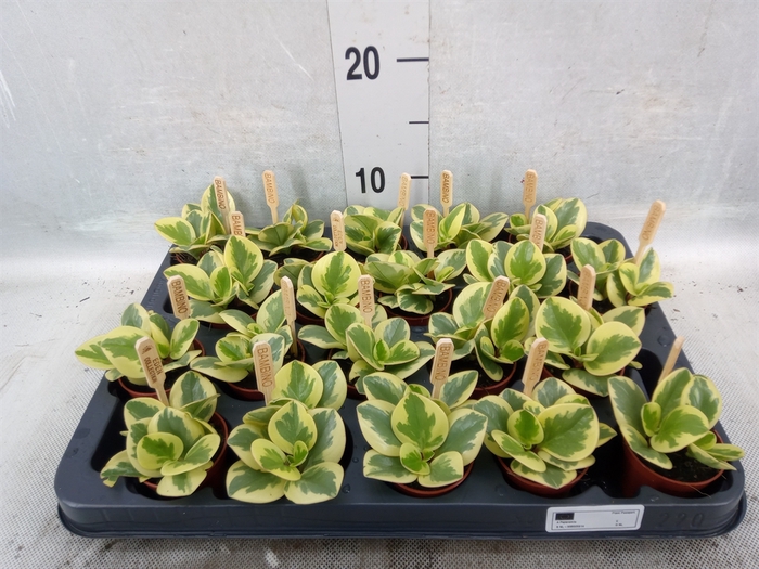 <h4>Peperomia obt. 'Obtipan Bicolor'</h4>