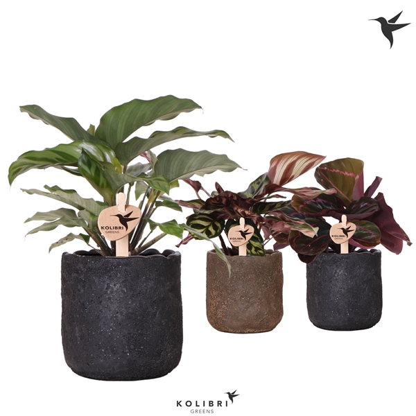 <h4>Kolibri Greens Calathea mix in Moon pot mix</h4>