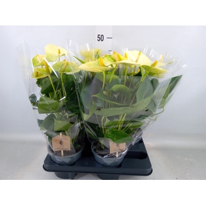 Anthurium andr. 'Vanilla'