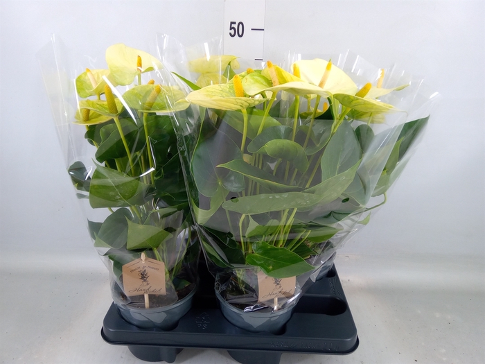 <h4>Anthurium andr. 'Vanilla'</h4>