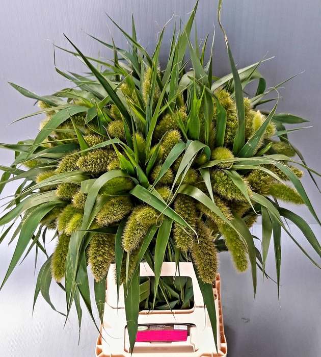 <h4>SETARIA ITALICA</h4>