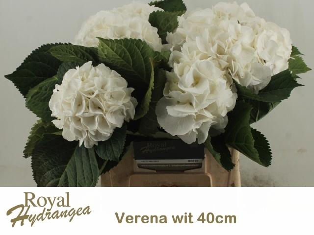 <h4>HYDR M CH WHI VERENA</h4>