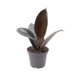 FICUS ELASTICA P6 ROBUSTA