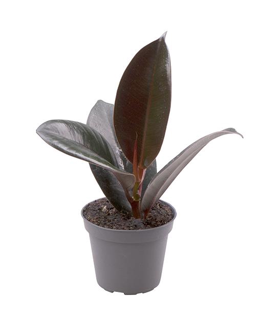<h4>FICUS ELASTICA P6 ROBUSTA</h4>