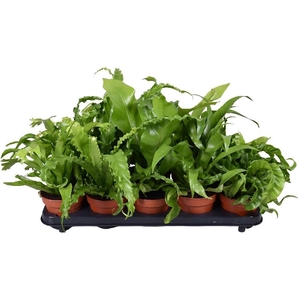Asplenium overig P12 Asplenium mix