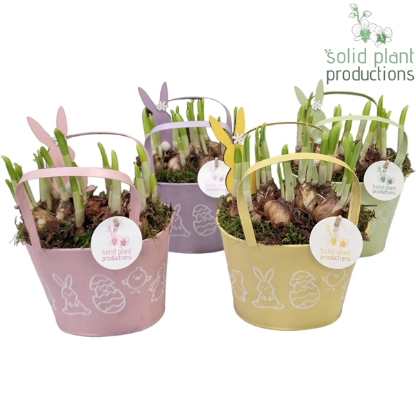 <h4>Arrangementen Bol/knolgewas 6%</h4>