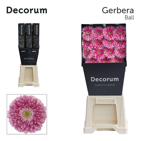 <h4>Ge Gb Pom Power Ball - Summit Villa Gerbera</h4>