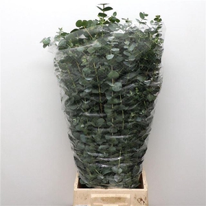 EUC CINEREA PER BOS