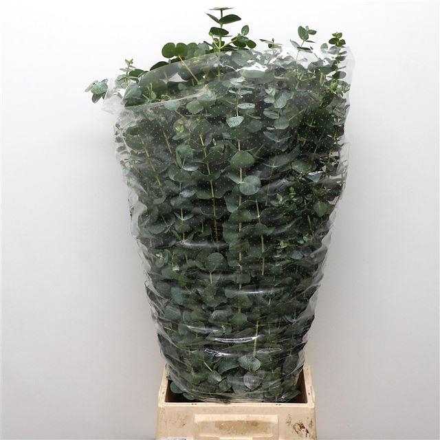 EUC CINEREA PER BOS