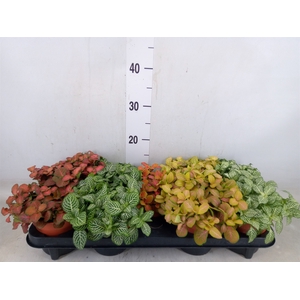 Fittonia   ...mix