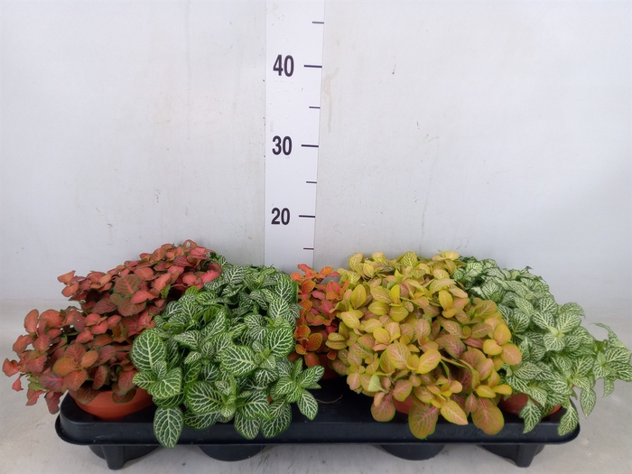 <h4>Fittonia   ...mix</h4>