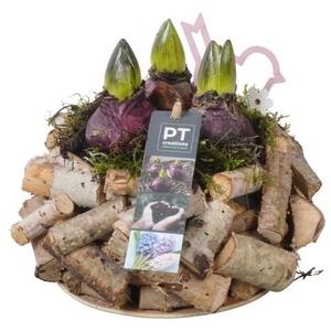 PTHC9183 Arrangement Hyacints in hout pot