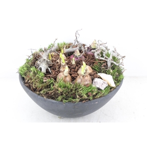 arr4 Bollenmix PL - Ker. ebbischaal x2