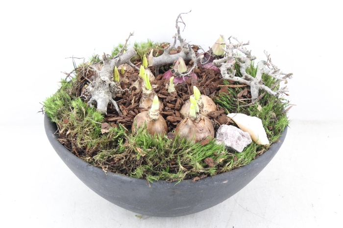 <h4>arr4 Bollenmix PL - Ker. ebbischaal x2</h4>