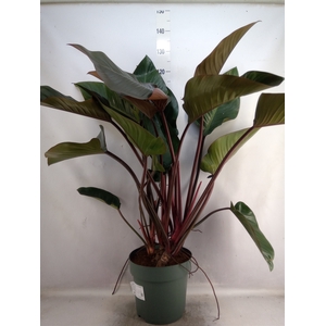 Philodendron  'Red Beauty'