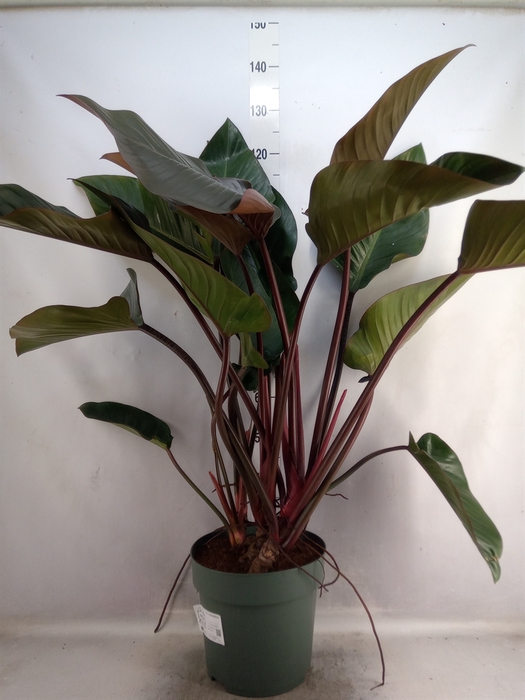 Philodendron  'Red Beauty'