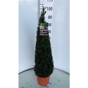 buxus sempervirens piramide 80+ cm