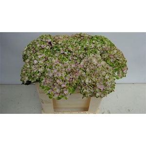 HYDR M MAG REVOLU GREEN/L.PINK