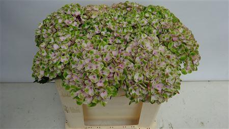 <h4>HYDR M MAG REVOLU GREEN/L.PINK</h4>