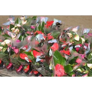 ANTHURIUM VARIADO P12