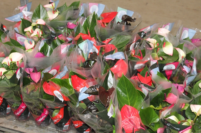 <h4>ANTHURIUM VARIADO P12</h4>