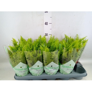 Nephrolepis exal. 'Green Moment'