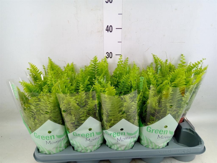 <h4>Nephrolepis exal. 'Green Moment'</h4>