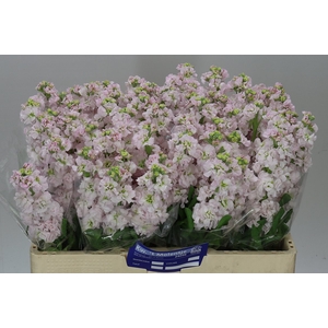 Matthiola Silver