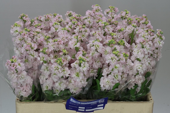 <h4>Matthiola Silver</h4>