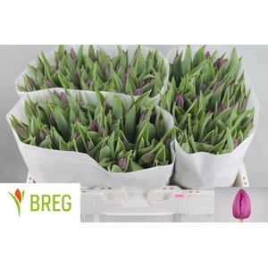 Tulipa si purple prince