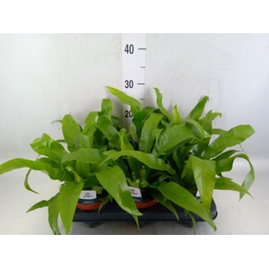 Asplenium antiquum