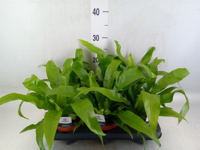 <h4>Asplenium antiquum</h4>