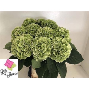 Hyd Verena Green Lime Classic