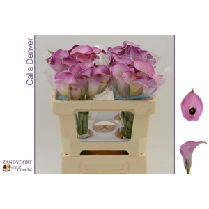 Calla Denver | Dubbelbloemig