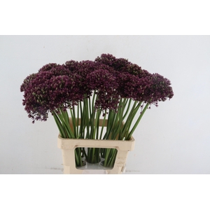 ALLIUM MIAMI