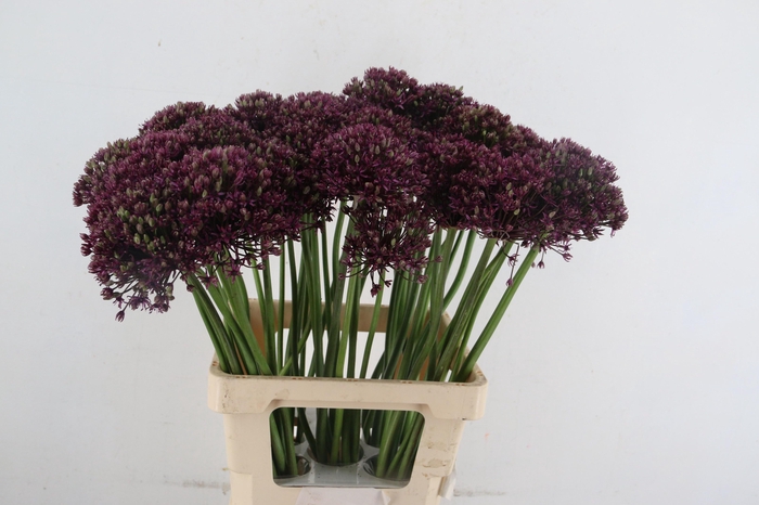 <h4>ALLIUM  MIAMI</h4>