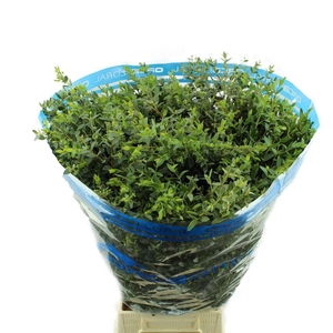 EUCALYPTUS 'PARVIFOLIA'