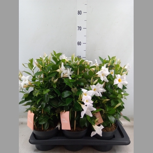 Mandevilla  'Sundavil White'