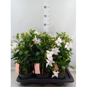 Mandevilla  'Sundavil White'