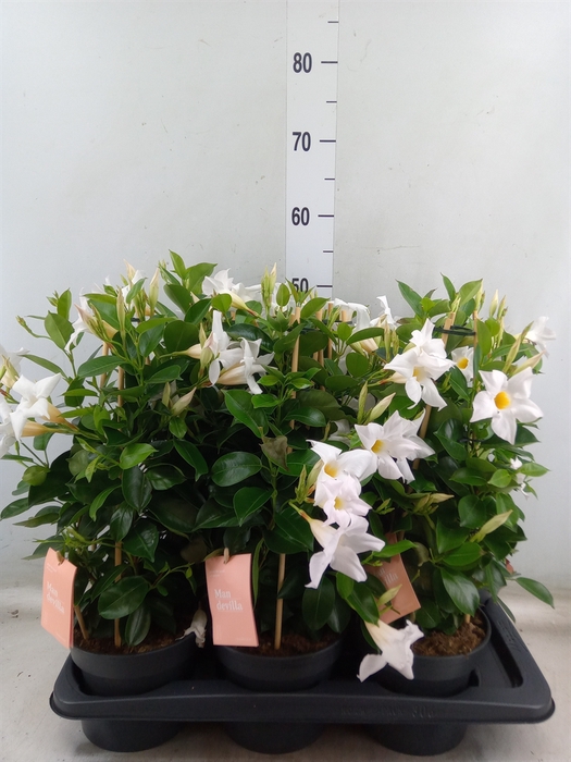 <h4>Mandevilla  'Sundavil White'</h4>