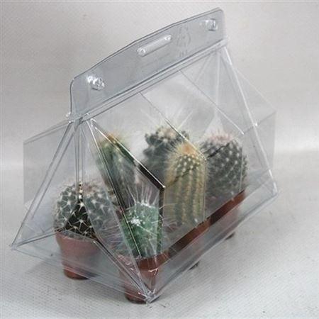 <h4>Cactus mini</h4>