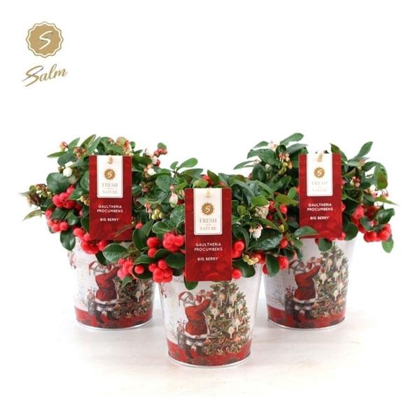 <h4>Gaultheria pr. 'Big Berry'® P12 in Zinc Santa</h4>