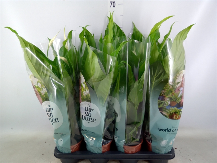 <h4>Spathiphyllum  'Sweet Silvio'</h4>