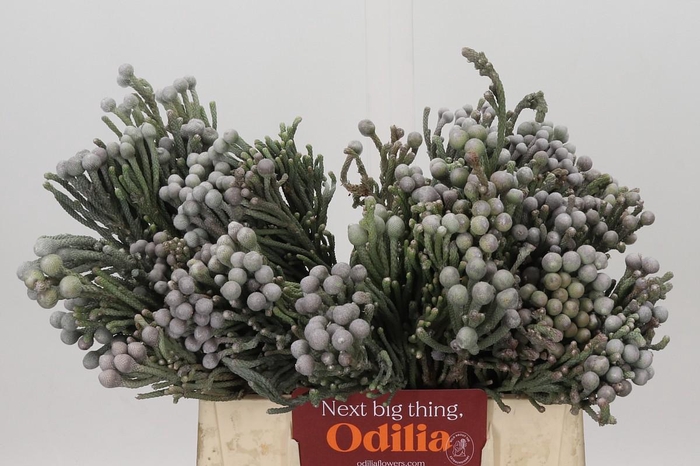 <h4>Kaaps Groen Silver Brunia</h4>