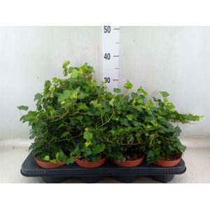 Hedera helix 'Wonder'